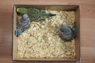 130729 --- R20, R22 och R25